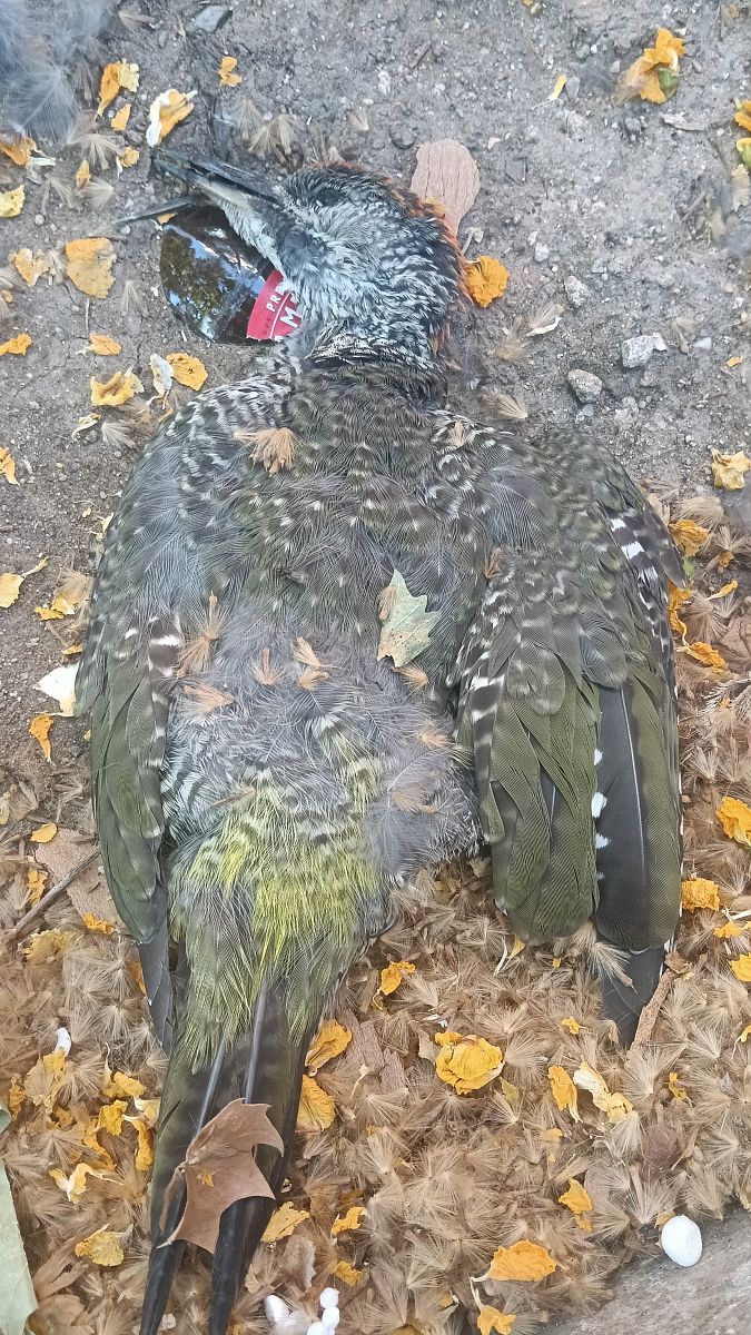 Picidae sp. 