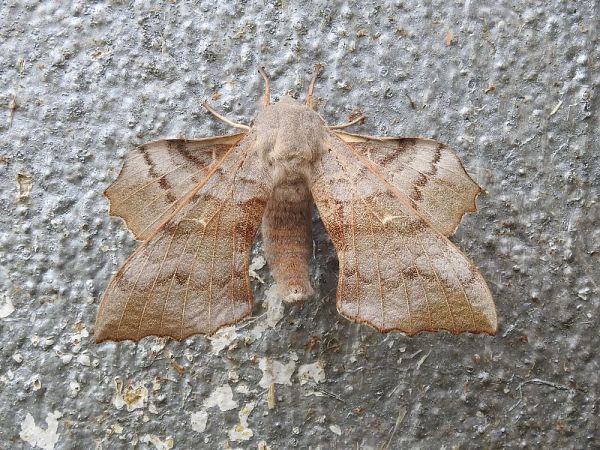 Sphinx du peuplier  - Carlos Alvarez-Cros