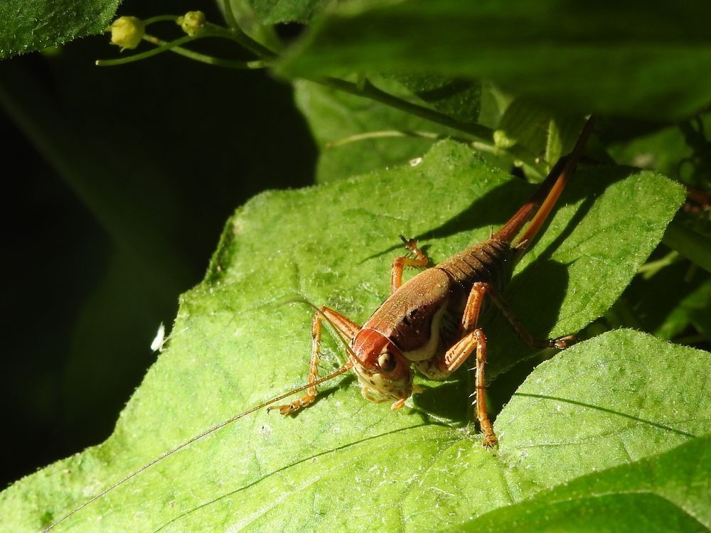 Ensifera no identificat  - Carlos Alvarez-Cros