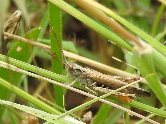 Pseudochrothippus / Chorthippus indeterminat  - Carlos Alvarez-Cros