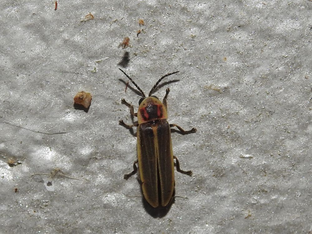 Photinus signaticollis  - Carlos Alvarez-Cros