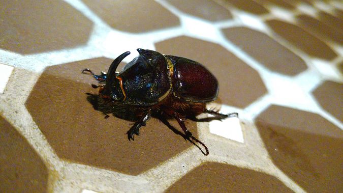 Oryctes nasicornis  - Guillem Bagaria