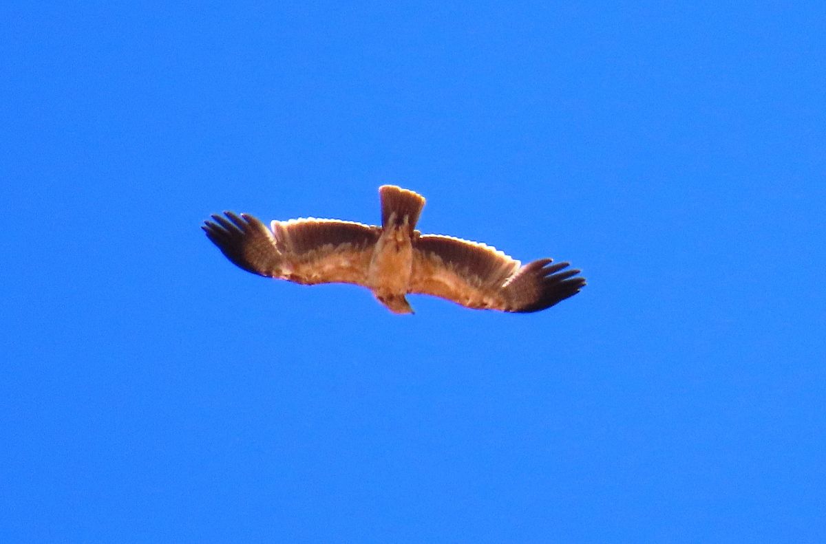 Àguila imperial ibèrica  - Joan Rodríguez