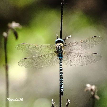 Espiadimonis blau  - Pau Barnés