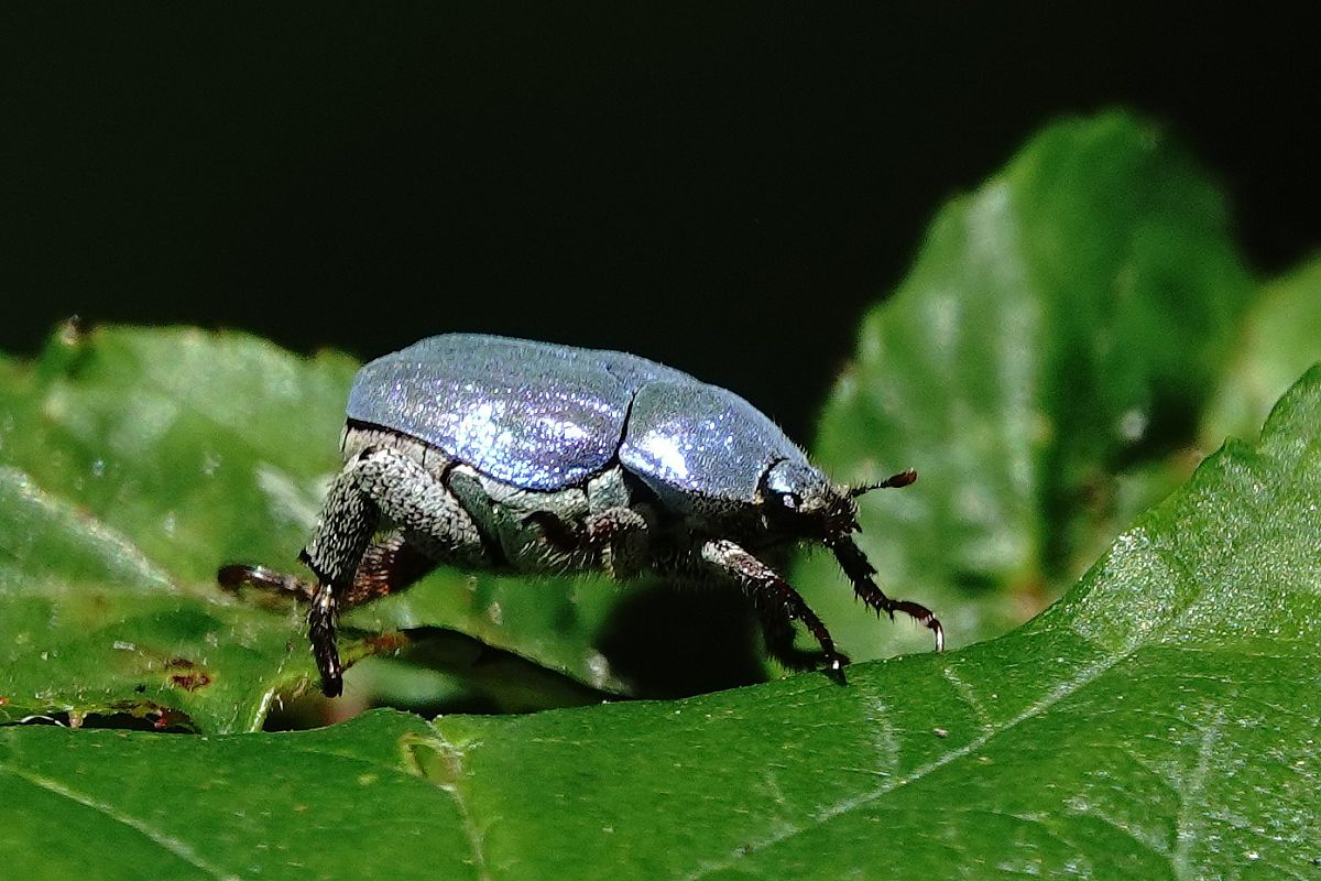 Hoplia coerulea  - Pau Barnés