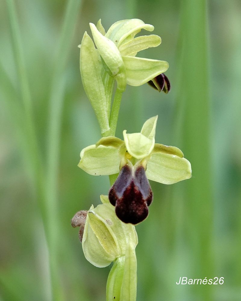Ophrys sulcata  - Pau Barnés