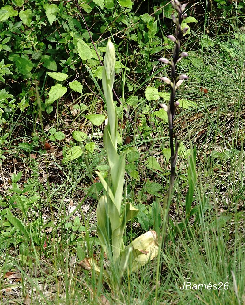 Himantoglossum hircinum  - Pau Barnés