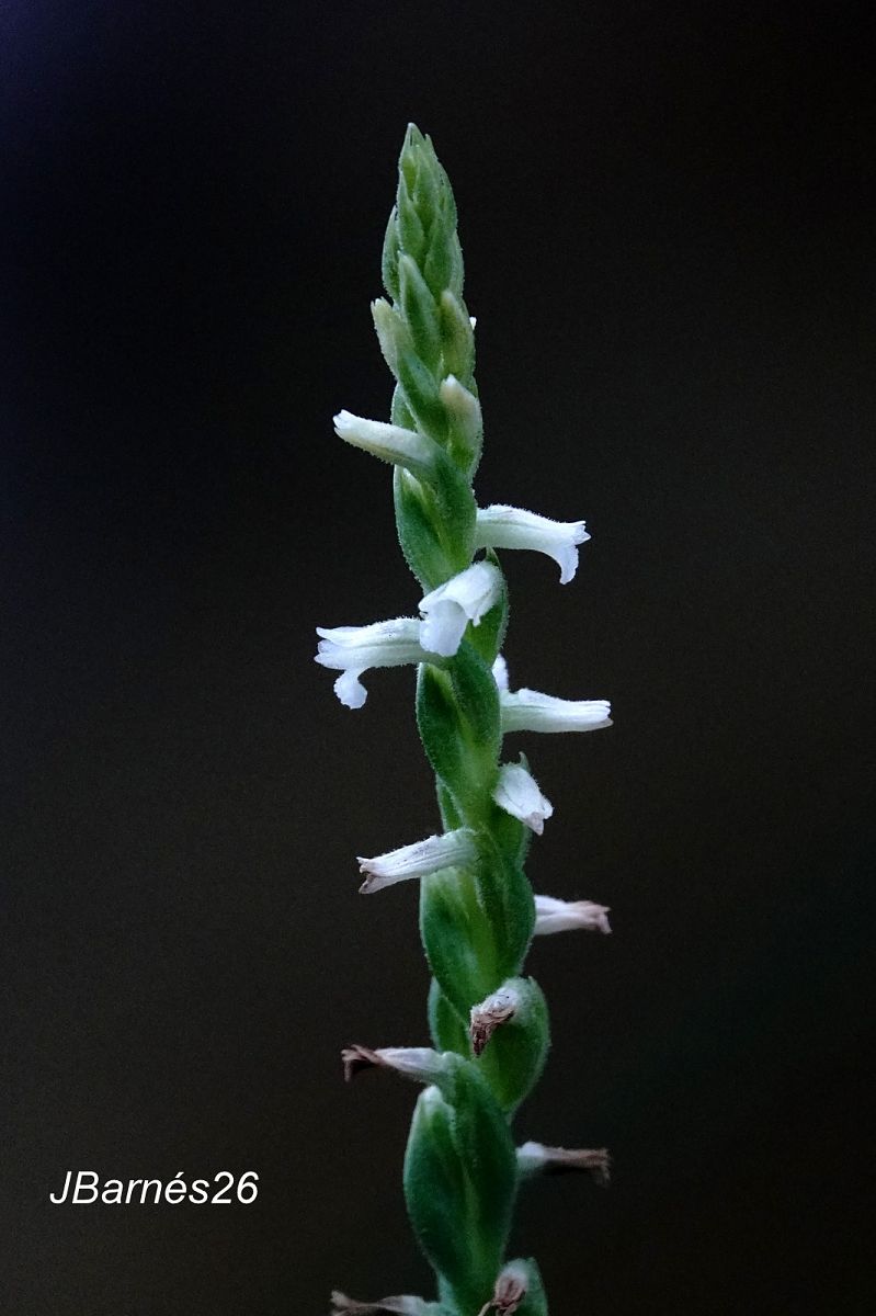 Spiranthes aestivalis  - Pau Barnés
