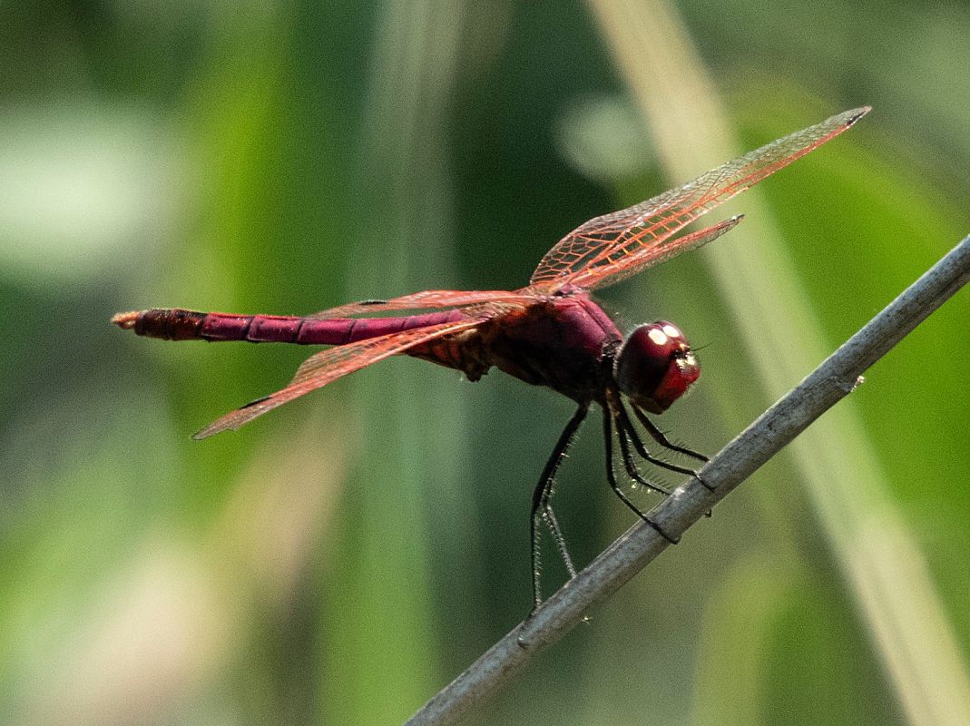 Sagnador escarlata  - Màrius Domingo
