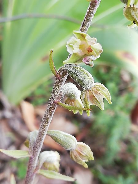 Epipactis microphylla  - Santiago Juan