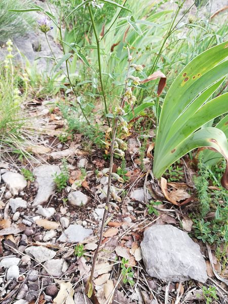 Epipactis microphylla  - Santiago Juan