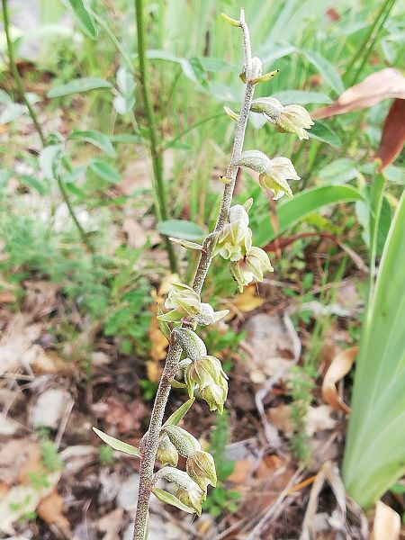 Epipactis microphylla  - Santiago Juan