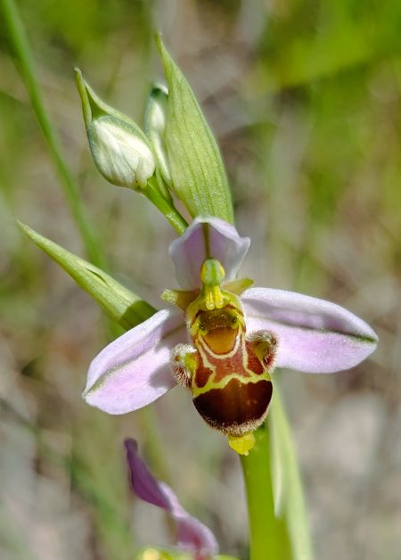 Ophrys apifera x O. scolopax  - Daniel González
