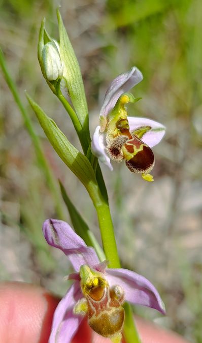 Ophrys apifera x O. scolopax  - Daniel González
