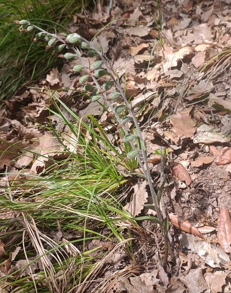 Epipactis microphylla  - Daniel González