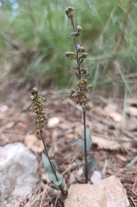 Epipactis kleinii  - Daniel González