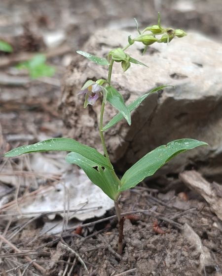 Epipactis helleborine var. castanearum  - Daniel González