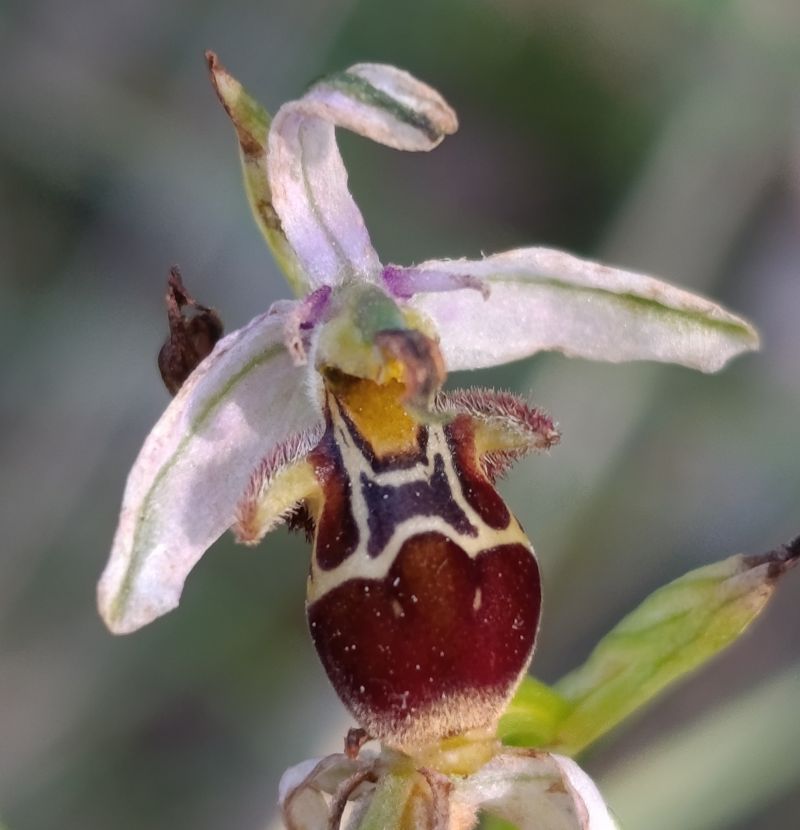 Ophrys sp.  - Daniel González