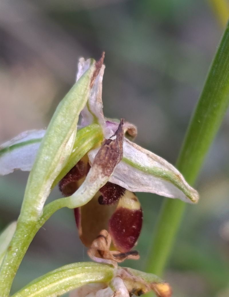 Ophrys sp.  - Daniel González