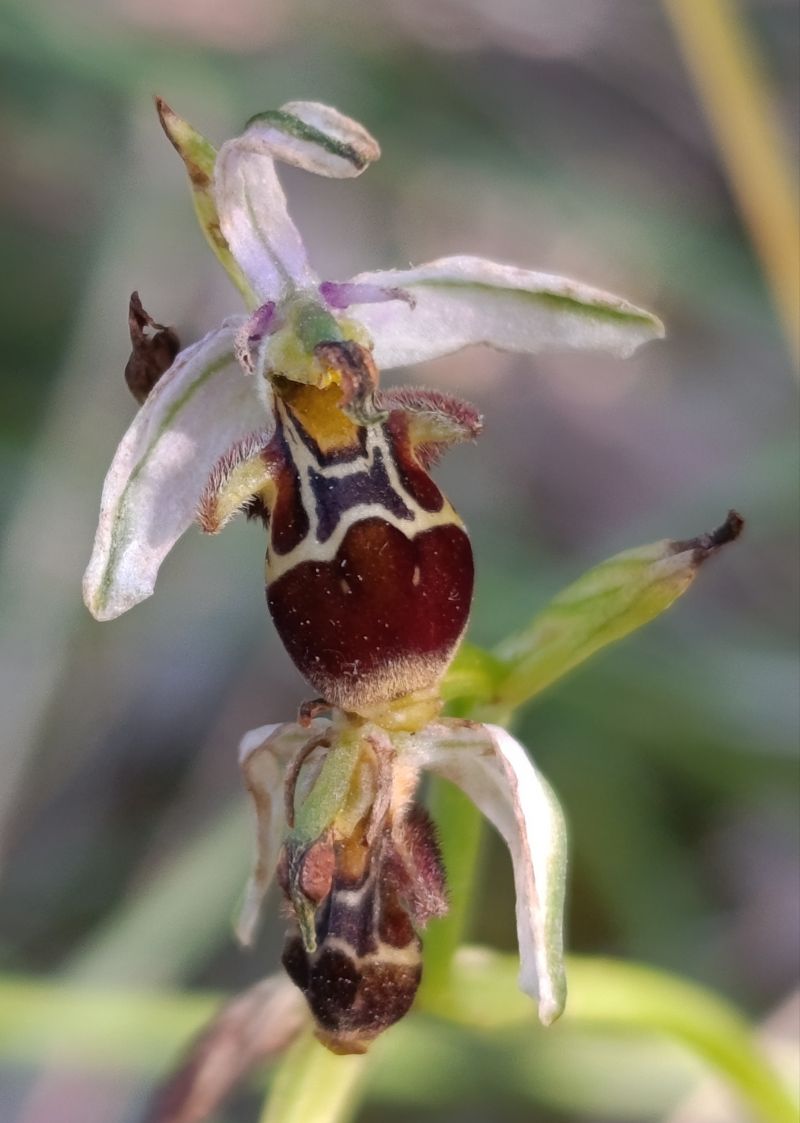 Ophrys sp.  - Daniel González