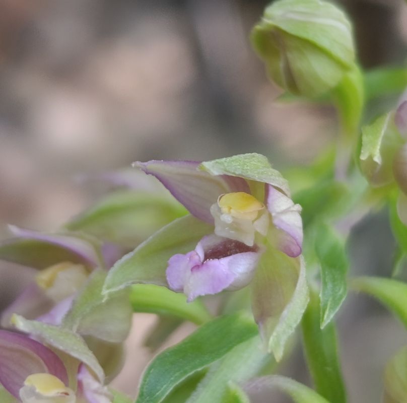 Epipactis sp.  - Daniel González