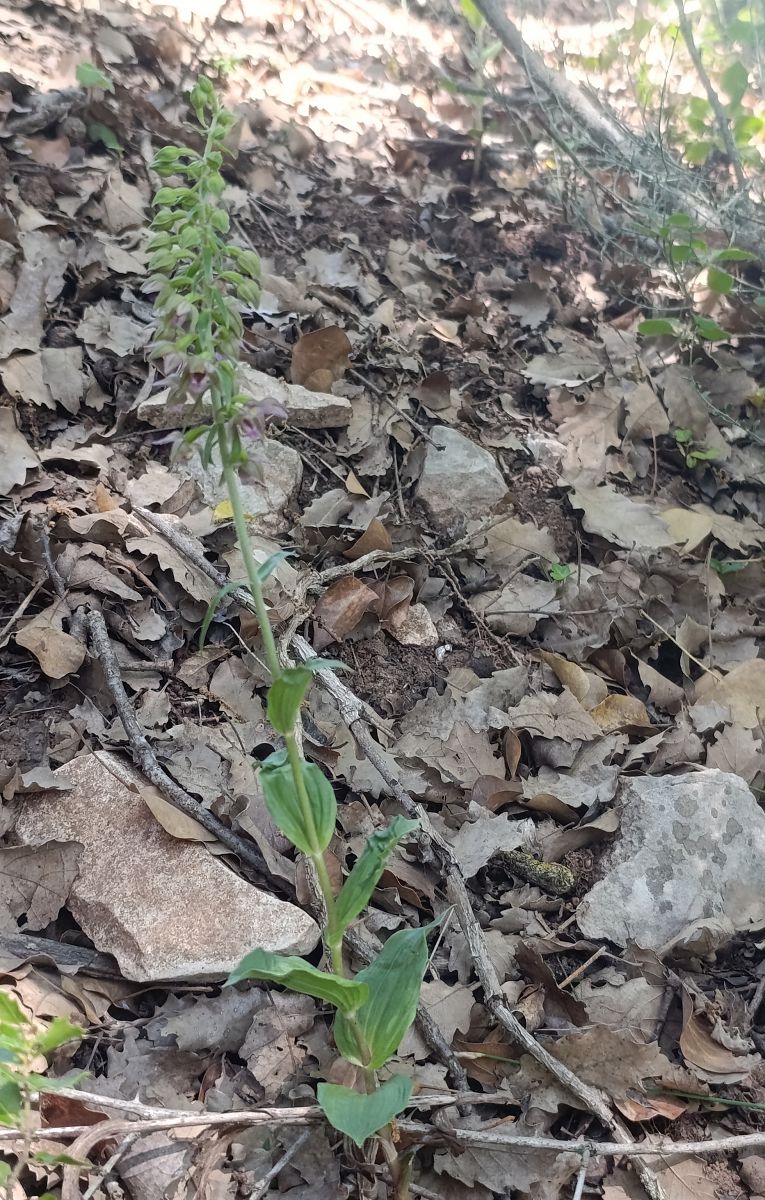 Epipactis sp.  - Daniel González
