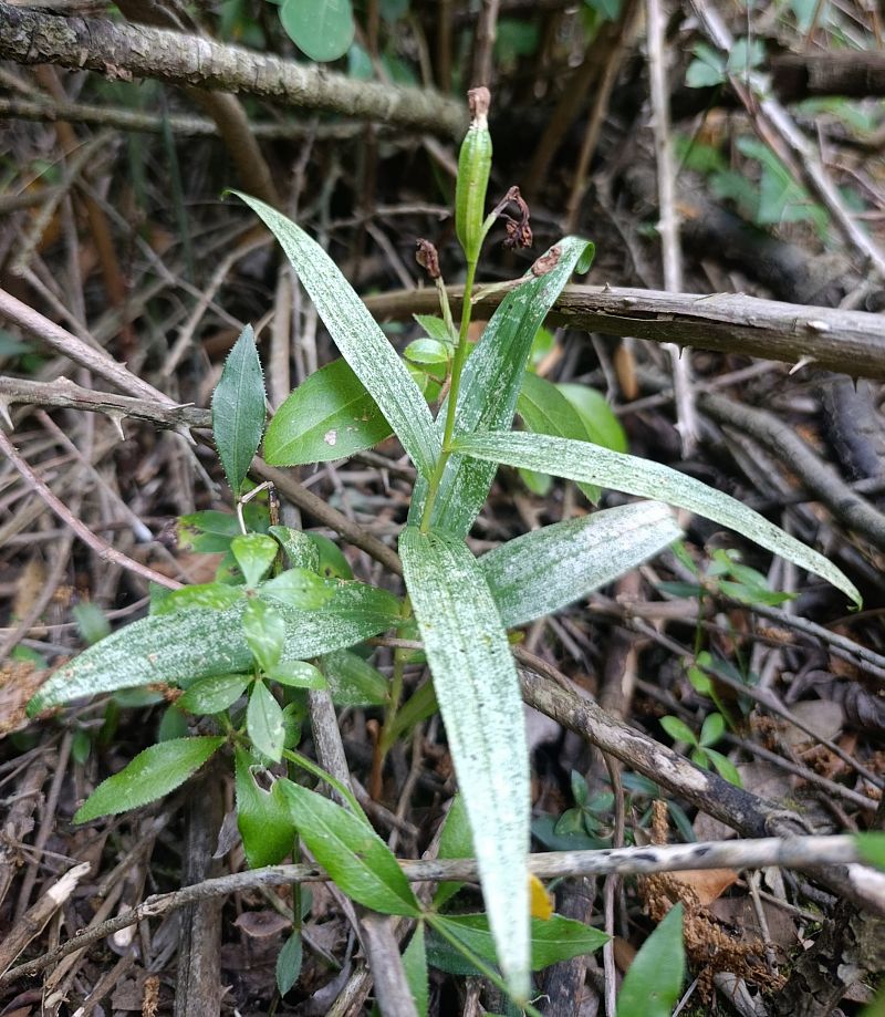 Cephalanthera longifolia  - Daniel González