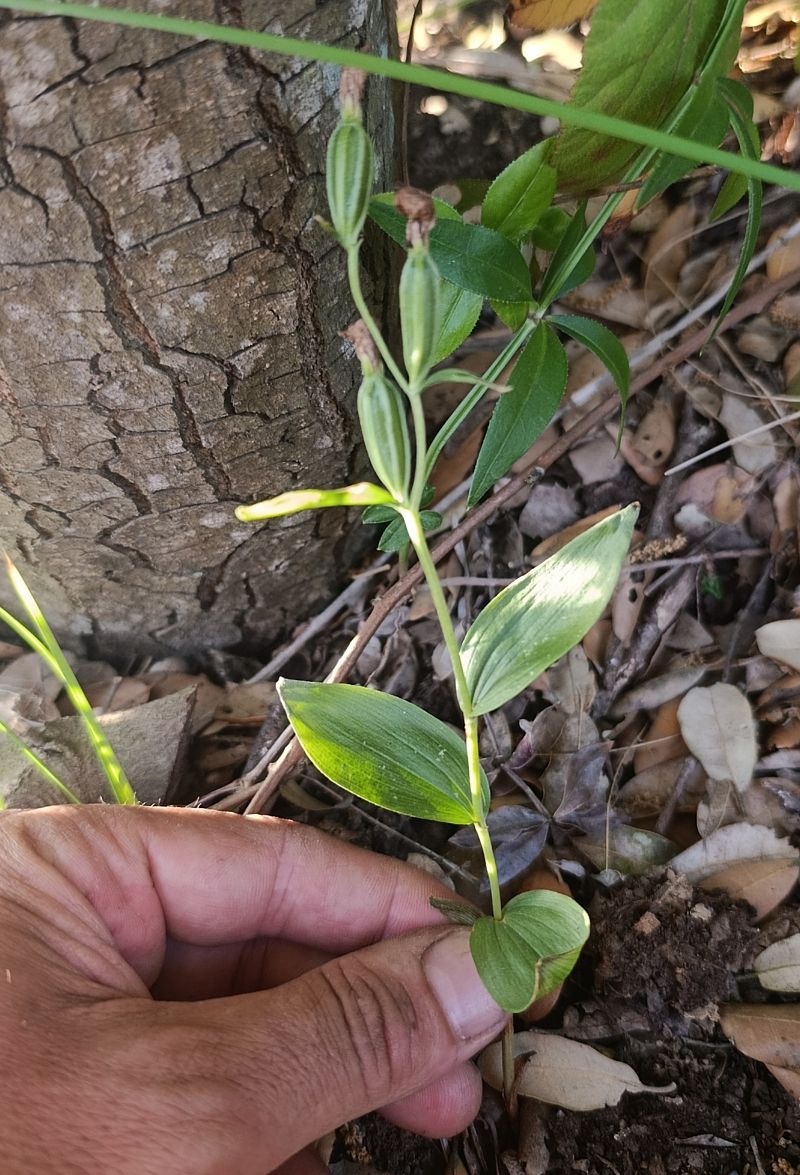 Cephalanthera damasonium  - Daniel González