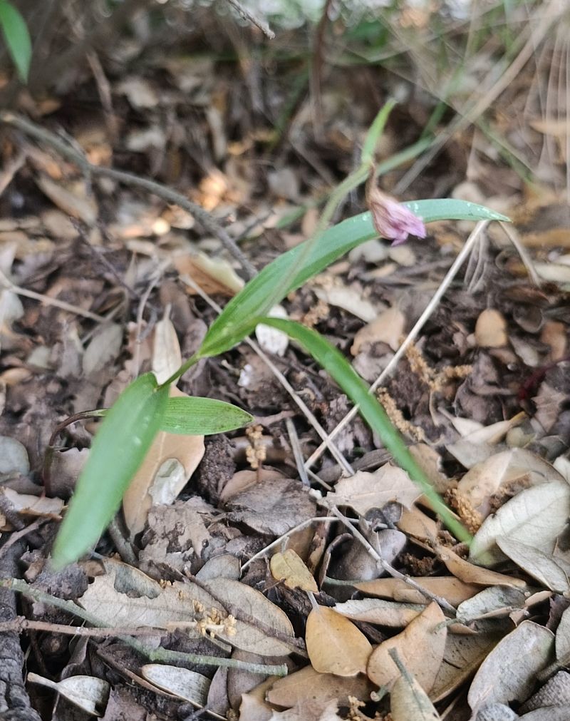 Cephalanthera rubra  - Daniel González