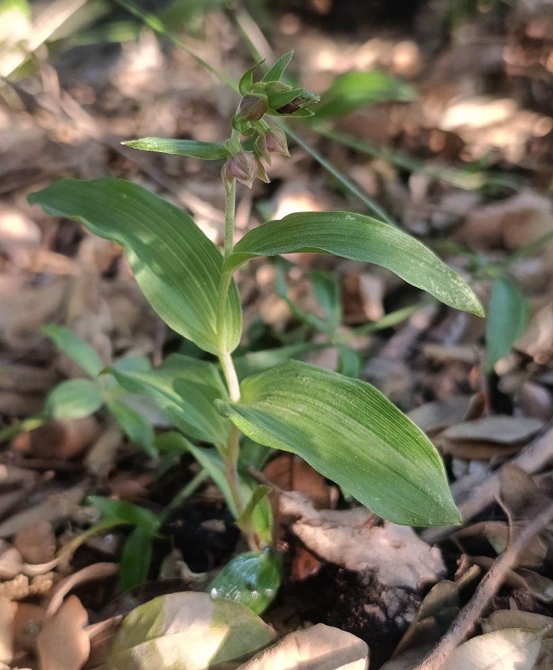 Epipactis helleborine var. castanearum  - Daniel González