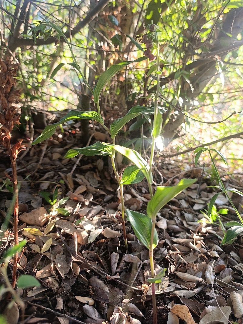 Epipactis helleborine var. castanearum  - Daniel González