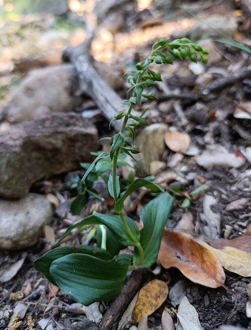 Epipactis helleborine  - Daniel González