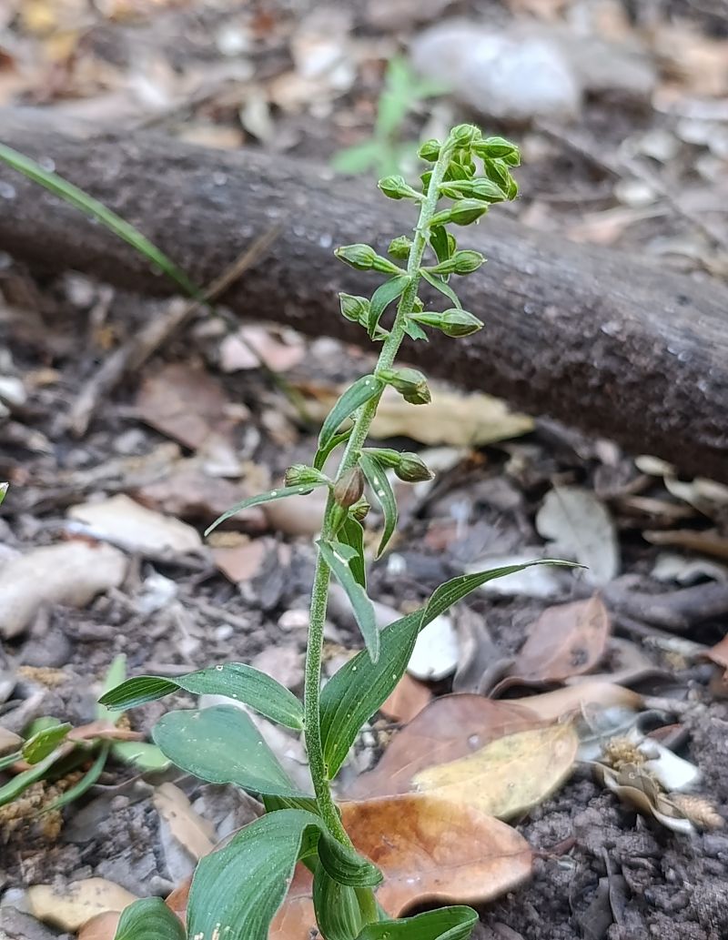 Epipactis helleborine  - Daniel González