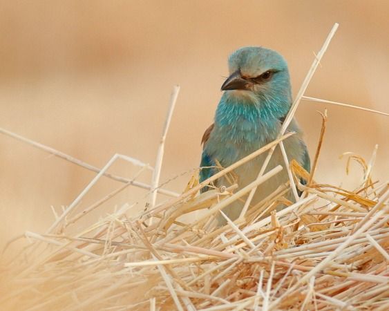 Gaig blau  - Joaquim Bonfill