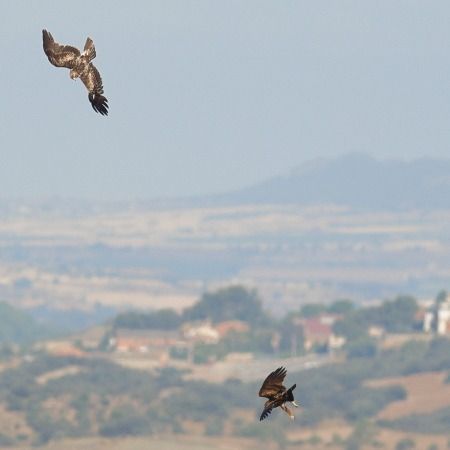 Àguila calçada  - Joaquim Bonfill