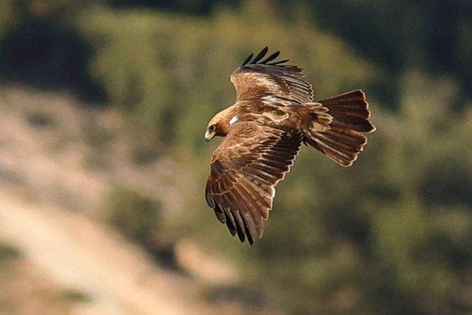 Àguila calçada  - Joaquim Bonfill