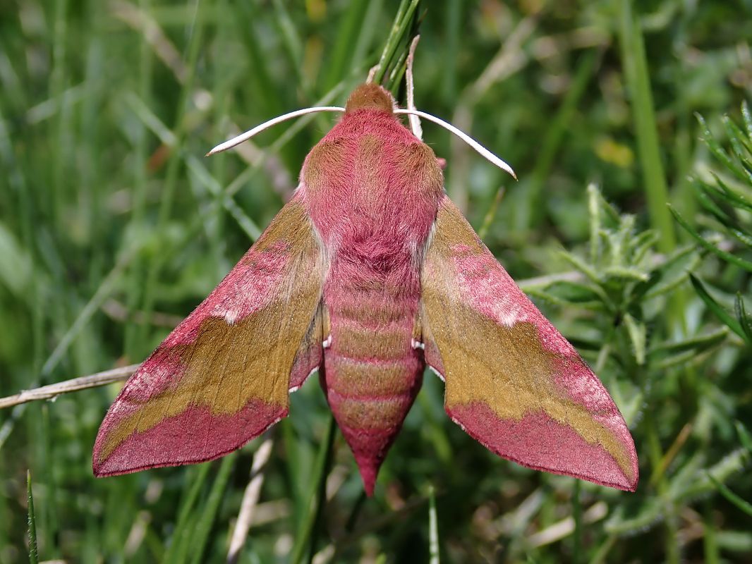 Deilephila porcellus  - Guillem Mayor Samarra