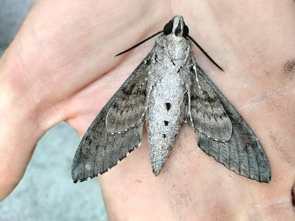 Agrius convolvuli 