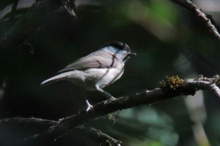Marsh Tit  - Xesco Puigdomenech