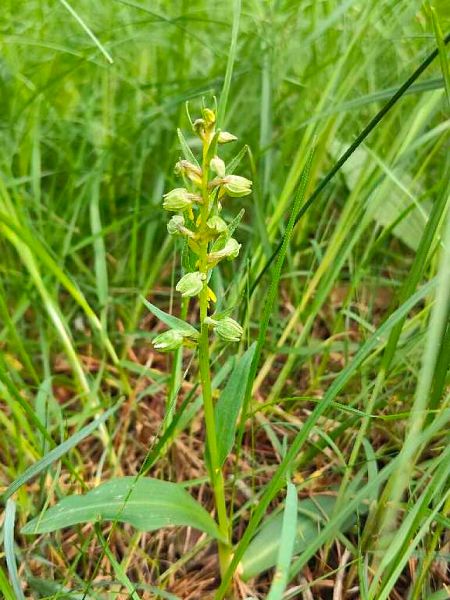 Coeloglossum viride  - Enric Bringués
