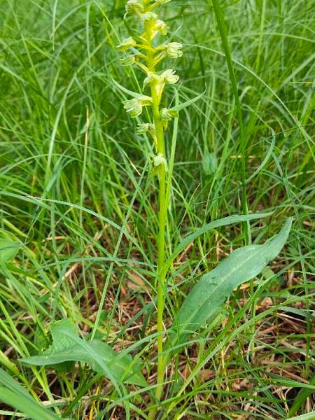 Coeloglossum viride  - Enric Bringués
