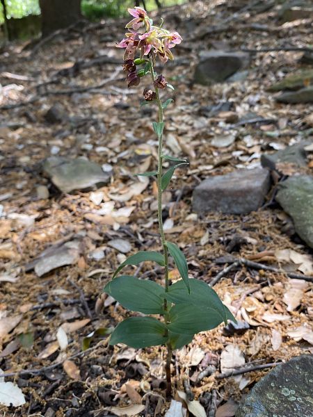 Epipactis indet. group. helleborine  - Xavier Alamany