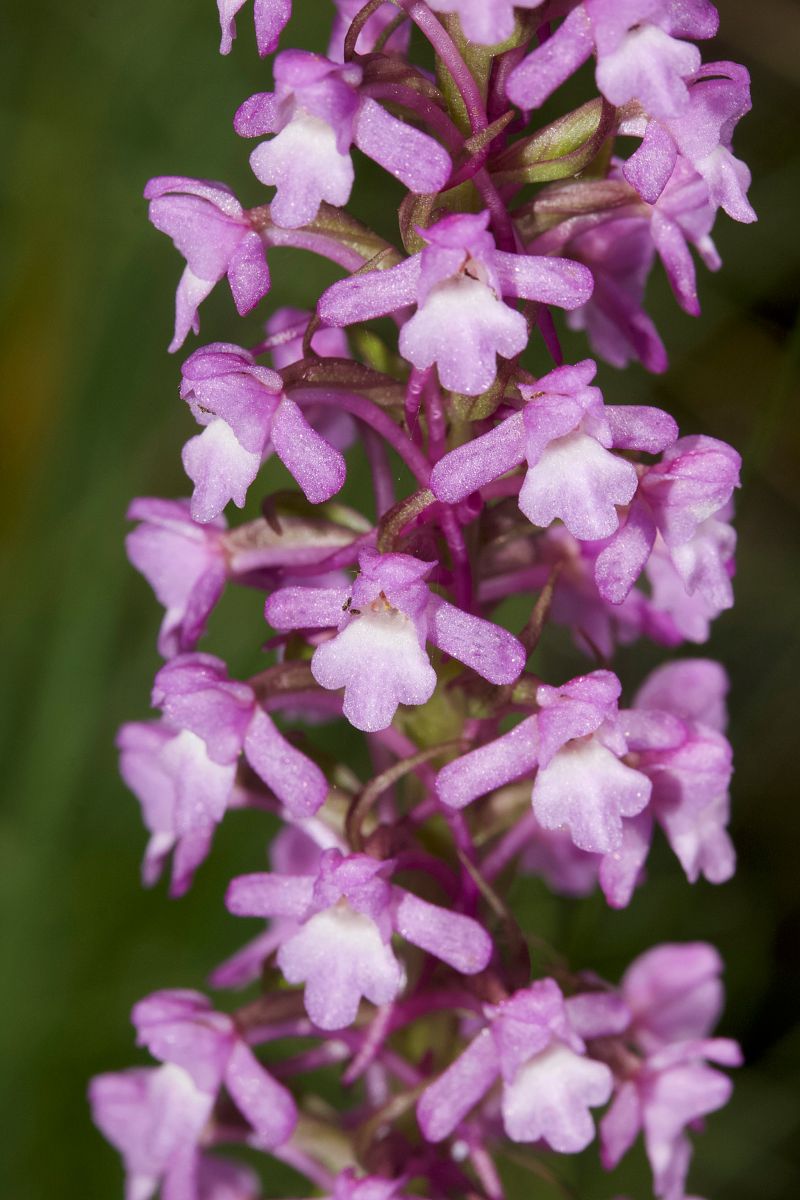 Gymnadenia densiflora  - Xavier Alamany