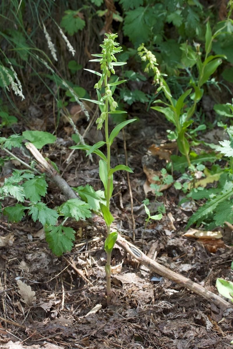 Epipactis rhodanensis  - Xavier Alamany