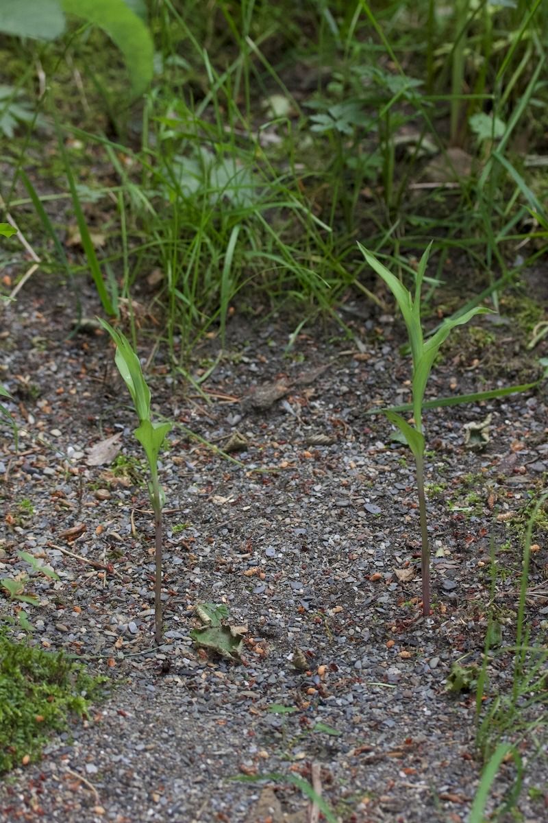 Epipactis sp.  - Xavier Alamany