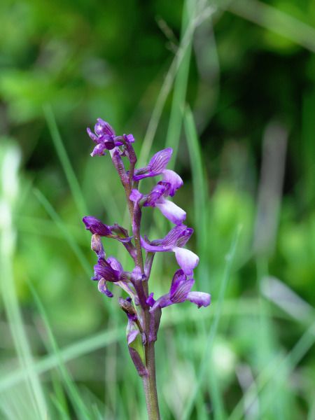 Orchis peint  - Ramon Calvet i Falgueras