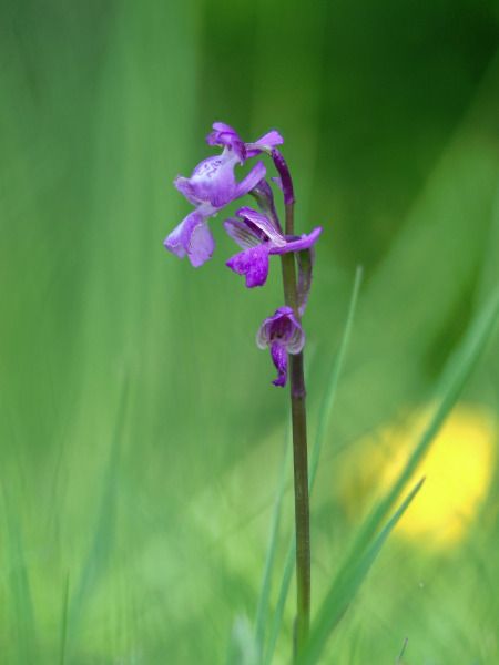 Anacamptis morio subsp. picta  - Ramon Calvet i Falgueras