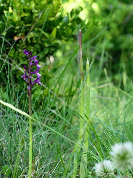 Anacamptis morio subsp. picta  - Ramon Calvet i Falgueras