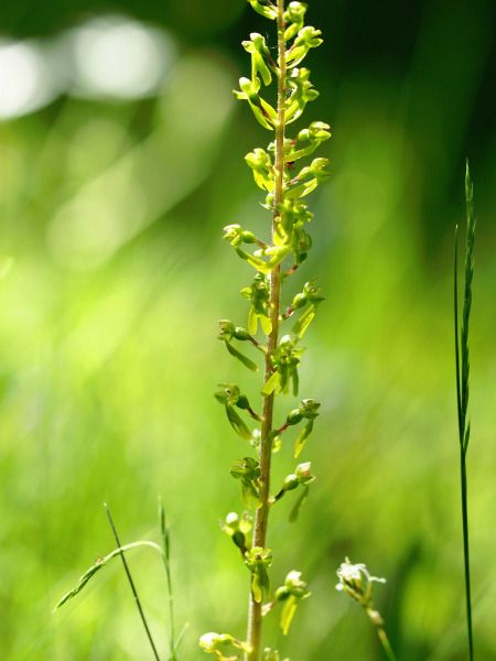 Neottia ovata  - Ramon Calvet i Falgueras