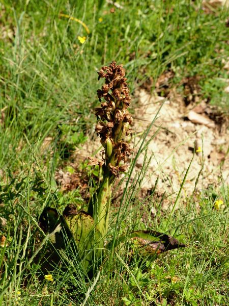 Himantoglossum robertianum  - Ramon Calvet i Falgueras